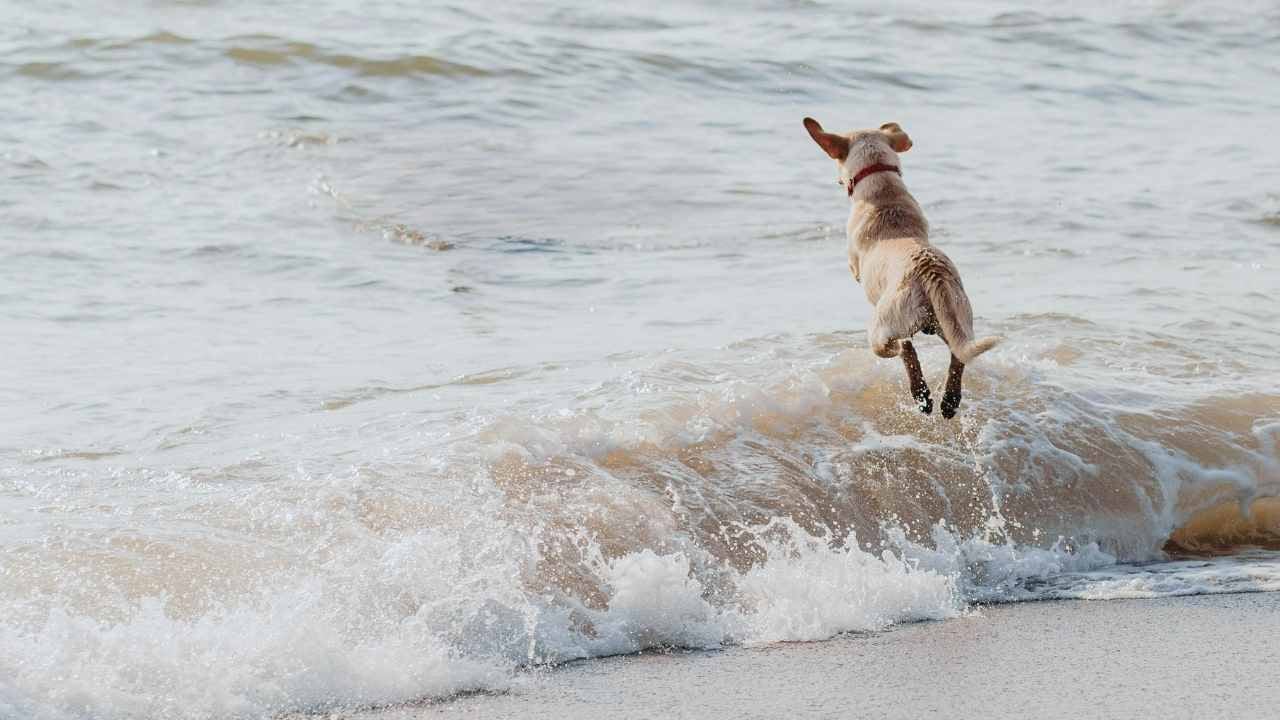 köpek denize atlıyor