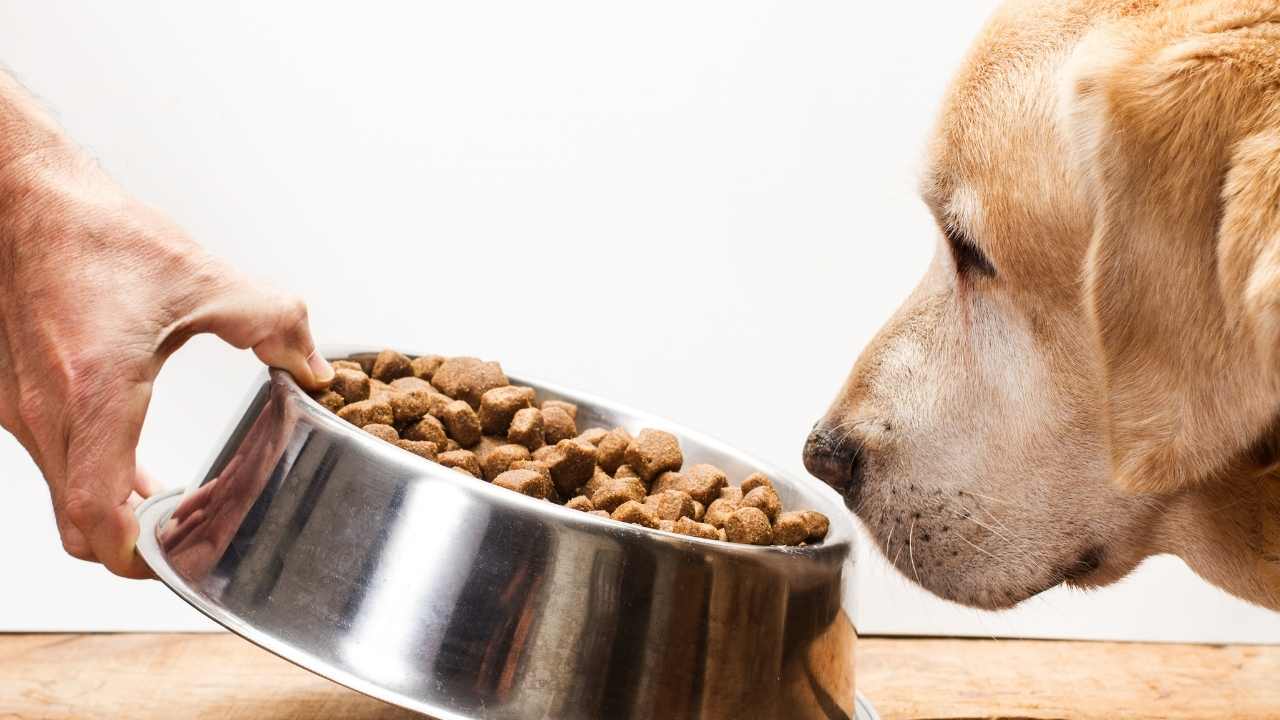 golden köpek ve mama kabı
