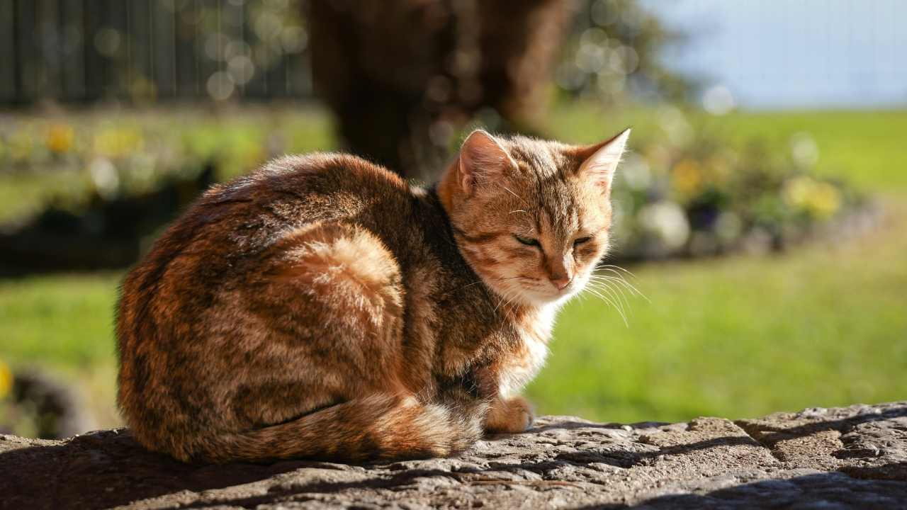 güneş altında uyuyan tekir kedi