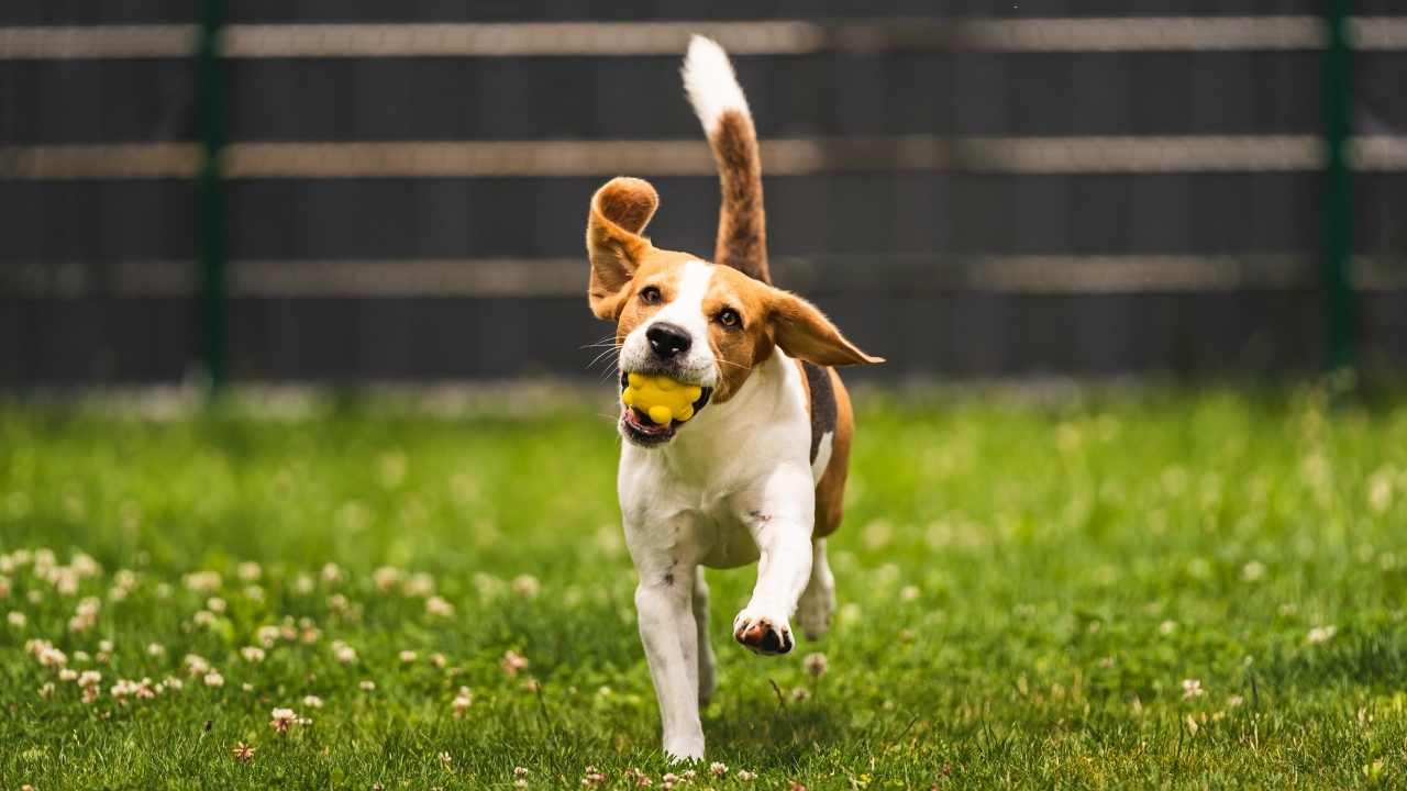 beagle köpek oyuncak oynuyor