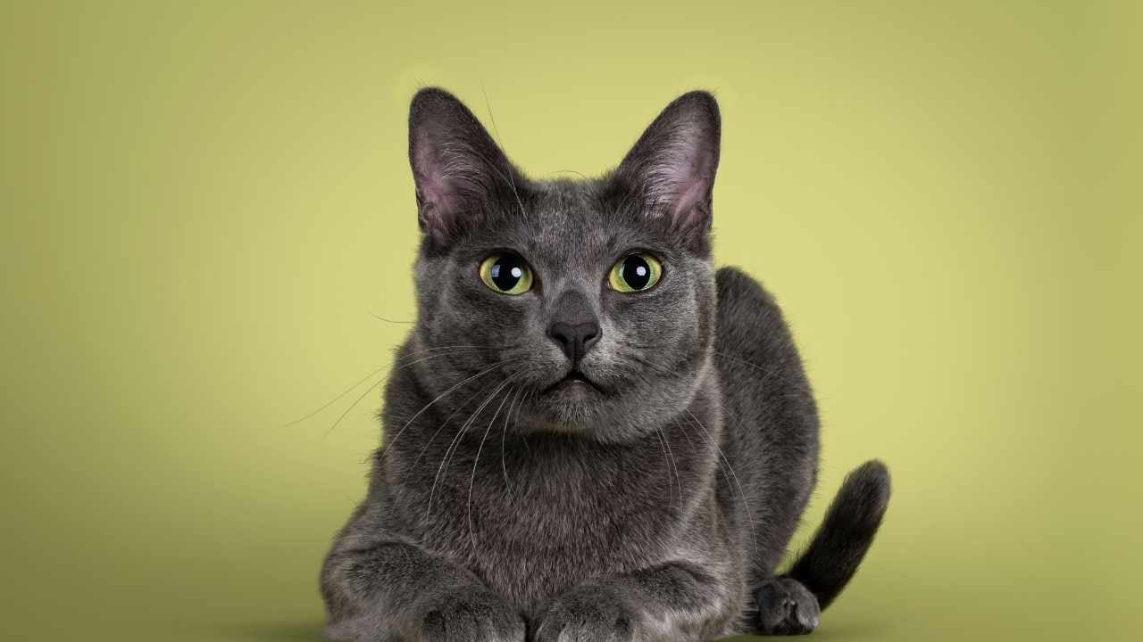 Korat Kedisi yeşil arka planda