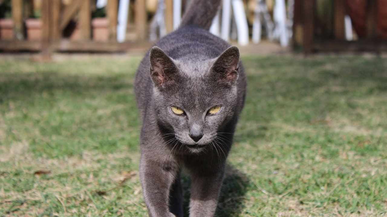 Korat Kedisi yürüyor