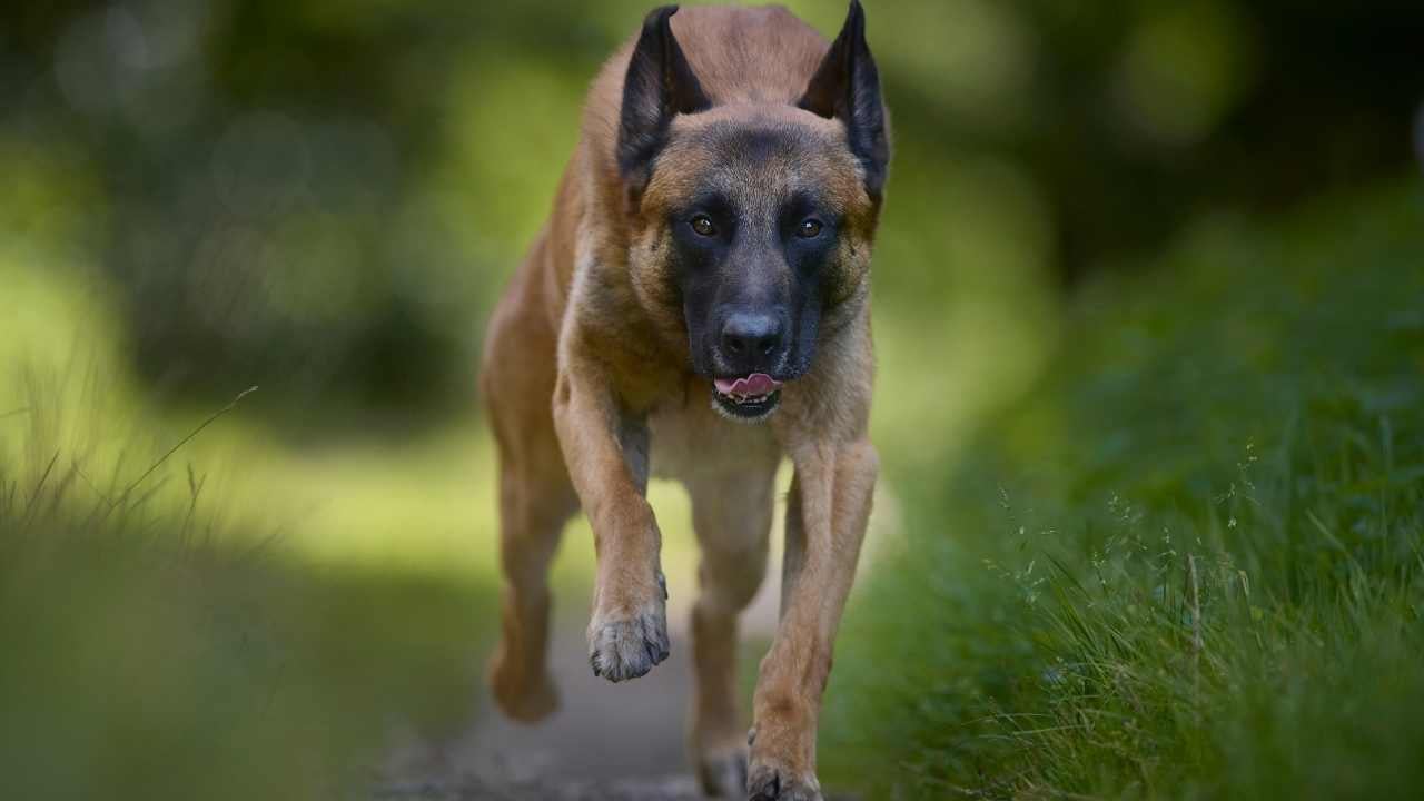 Belçika Malinois koşuyor