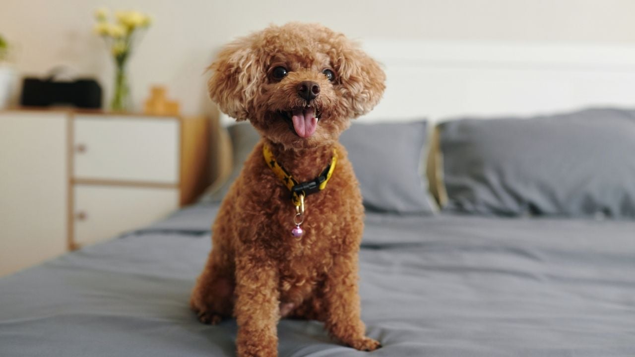 evde duran bir poodle köpek