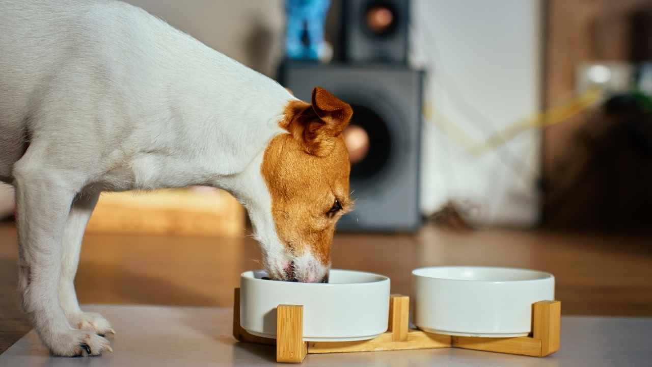 köpekler bir şeyler yiyor
