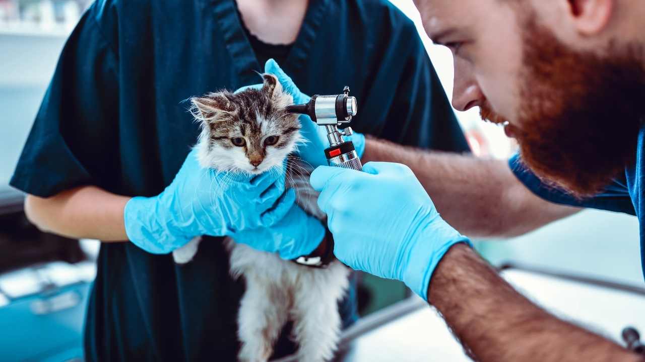 yavru kedi veterinerde