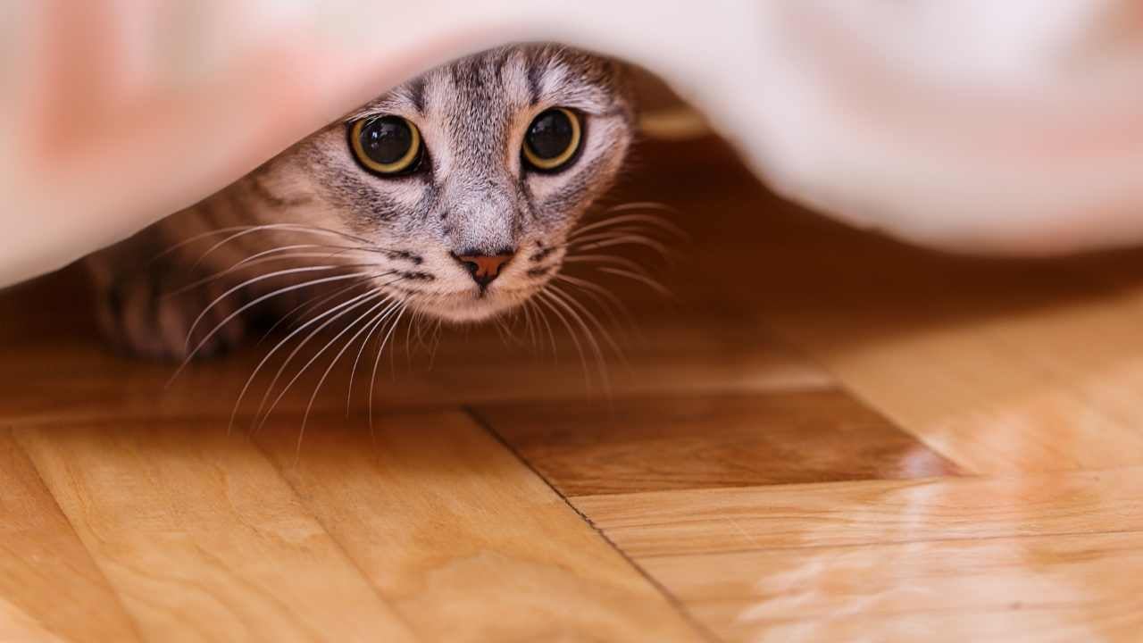 kedi saklanıyor