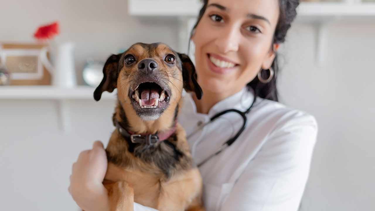 köpek veterinerin kucağında