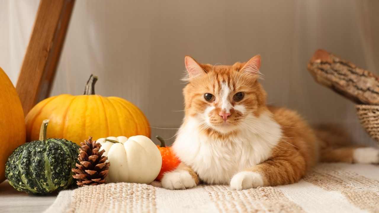 kedi ve kabaklar