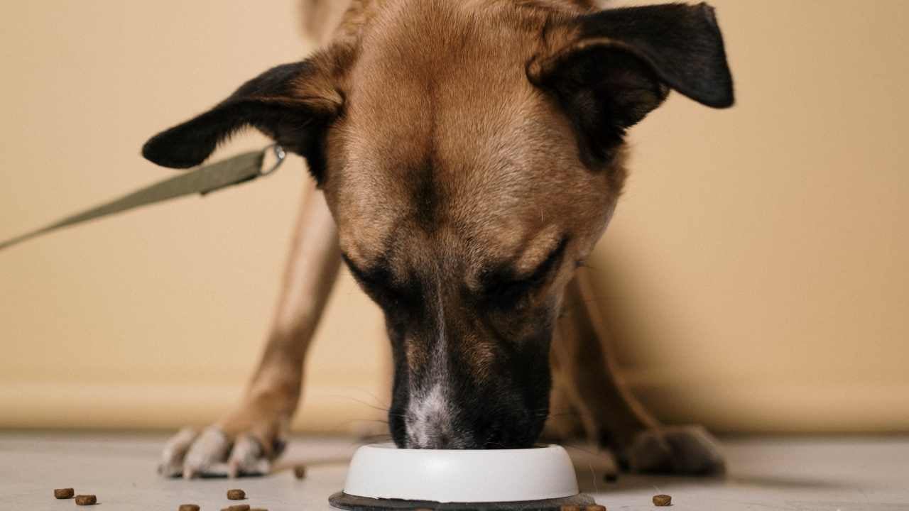 kahverengi köpek mama yiyor