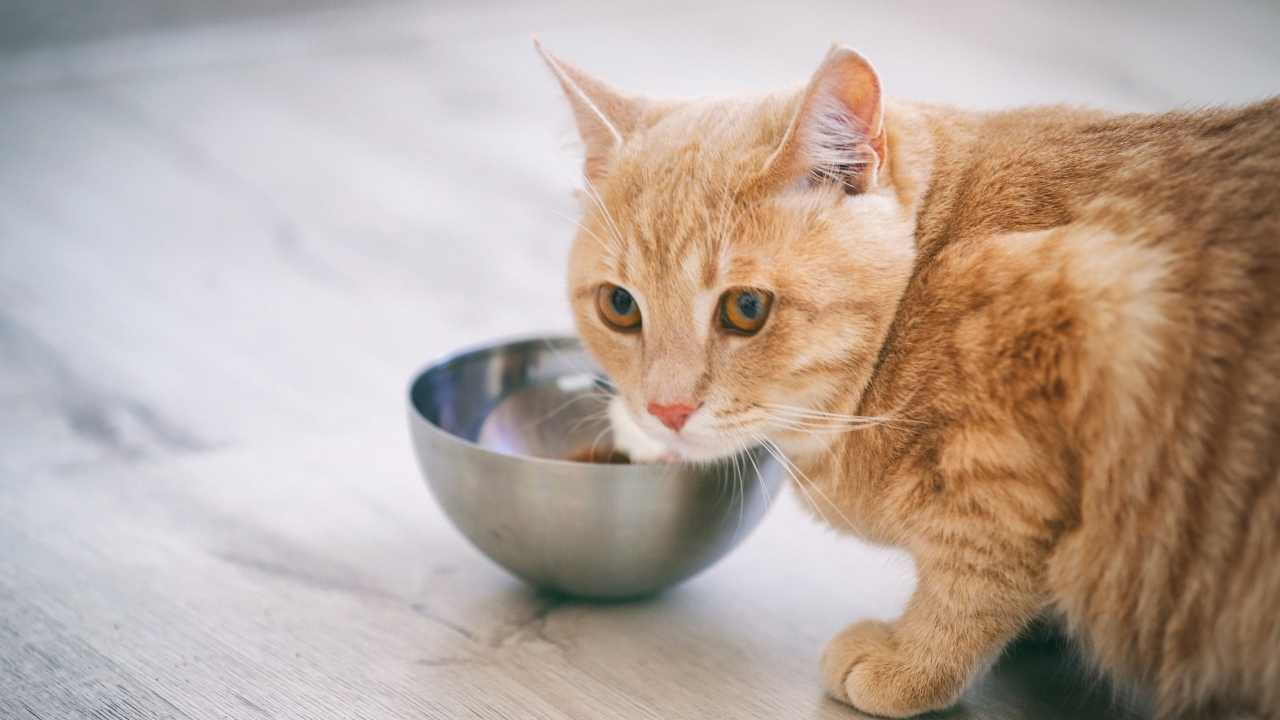 sarı kedi mama yiyor