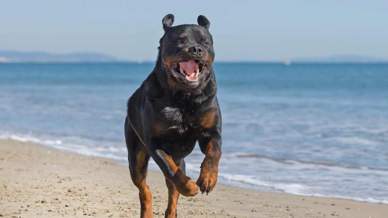 Rottweiler sahilde koşuyor