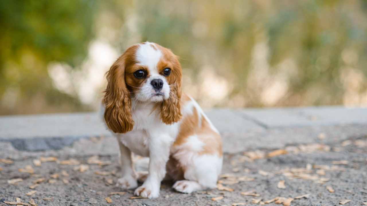 Cavalier King Charles Spaniel Yavrusu