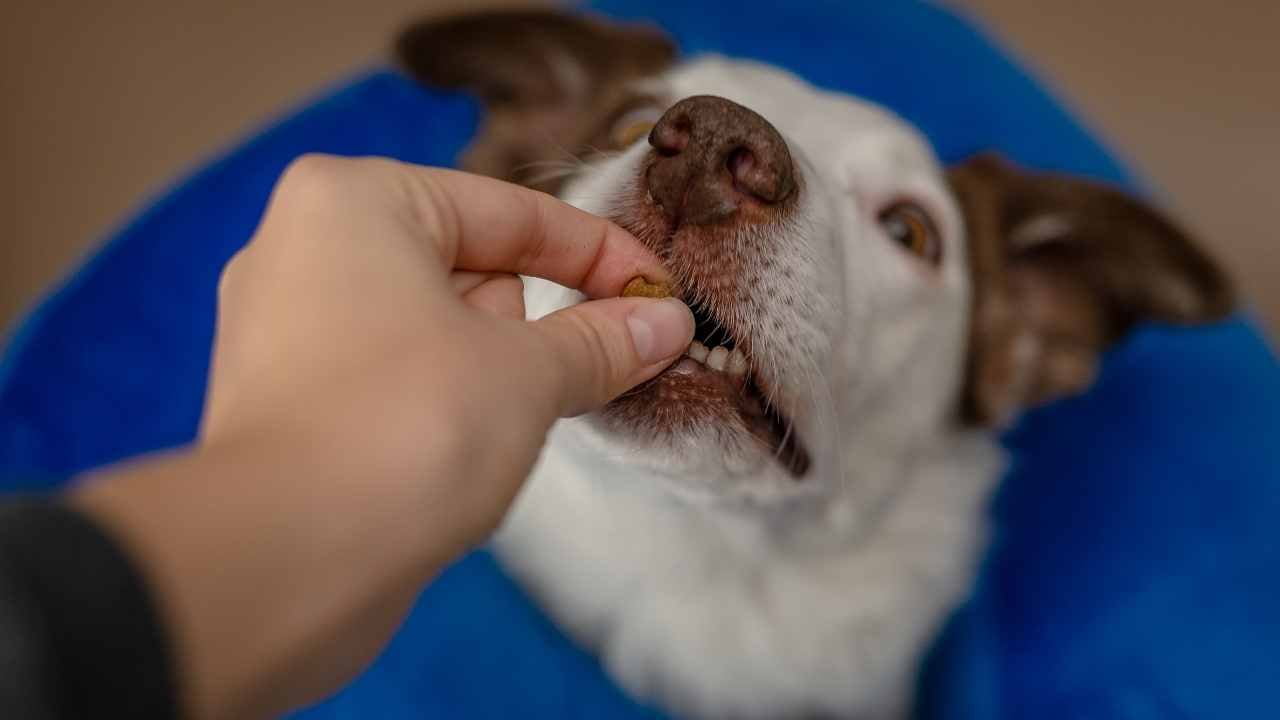 köpek elden mama yiyor