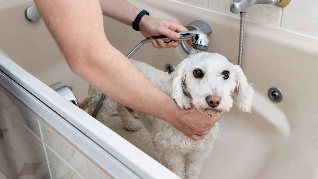 beyaz köpek durulanıyor
