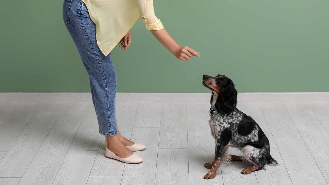 köpek eğitimi