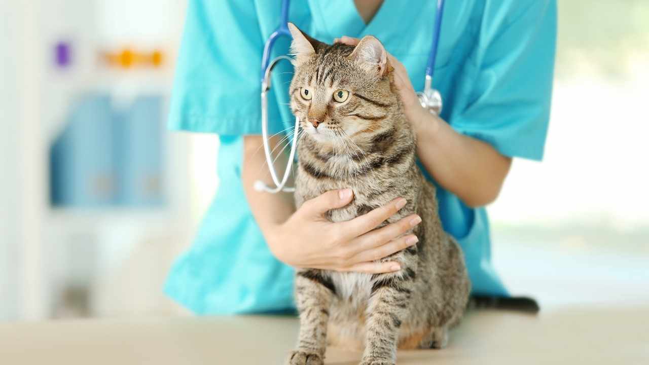 veterinerde tekir kedi
