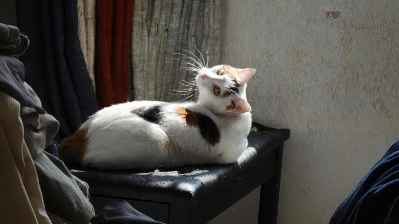 calico kedi sandalyede oturuyor
