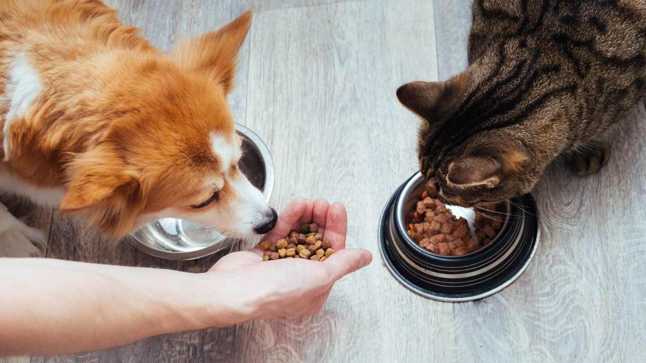 kedi ve köpek mama yiyor