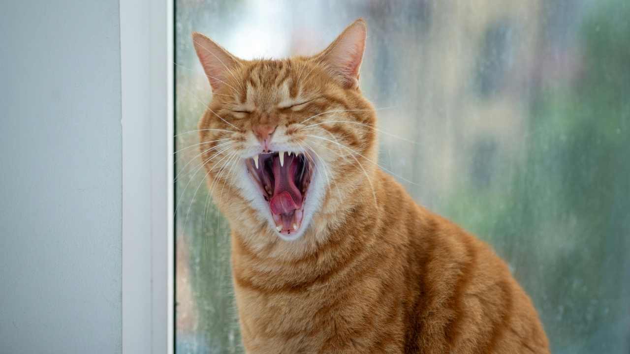 lentigosu olan turuncu kedi