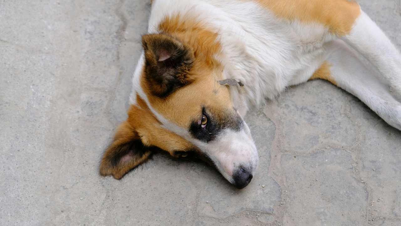 köpek yerde yatıyor