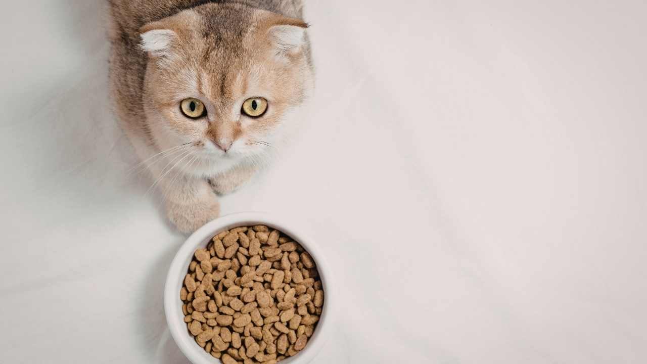 kedi ve mama tabağı