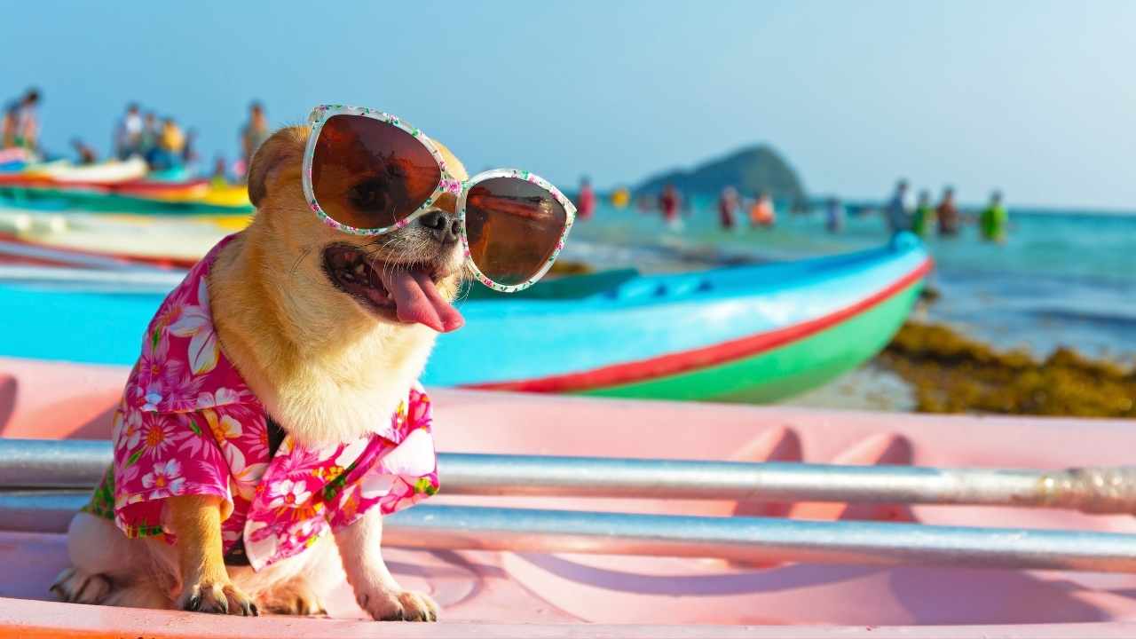 tatil yapan gözlüklü bir köpek