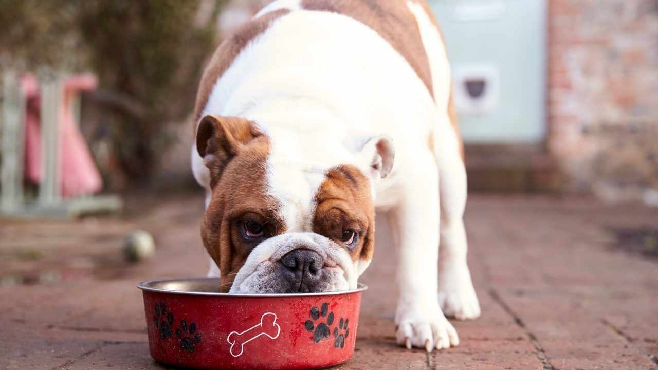 şişman bulldog yemek yiyor