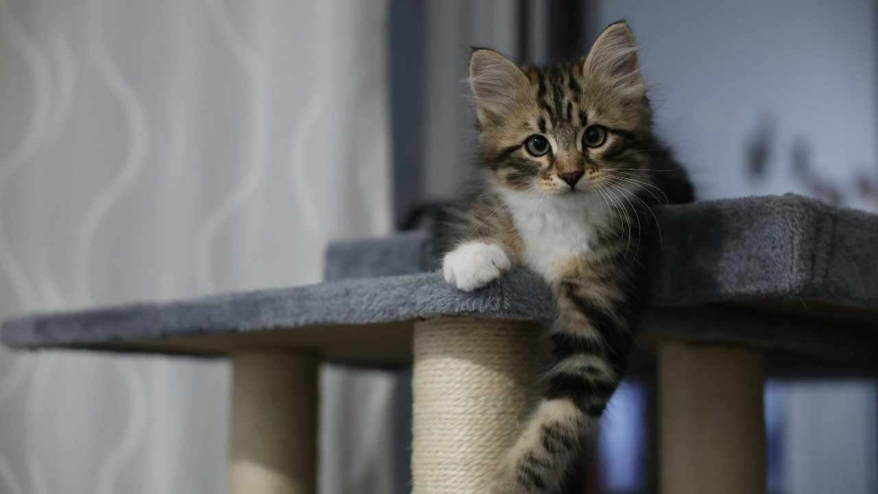 kedi, tırmanma direğinde