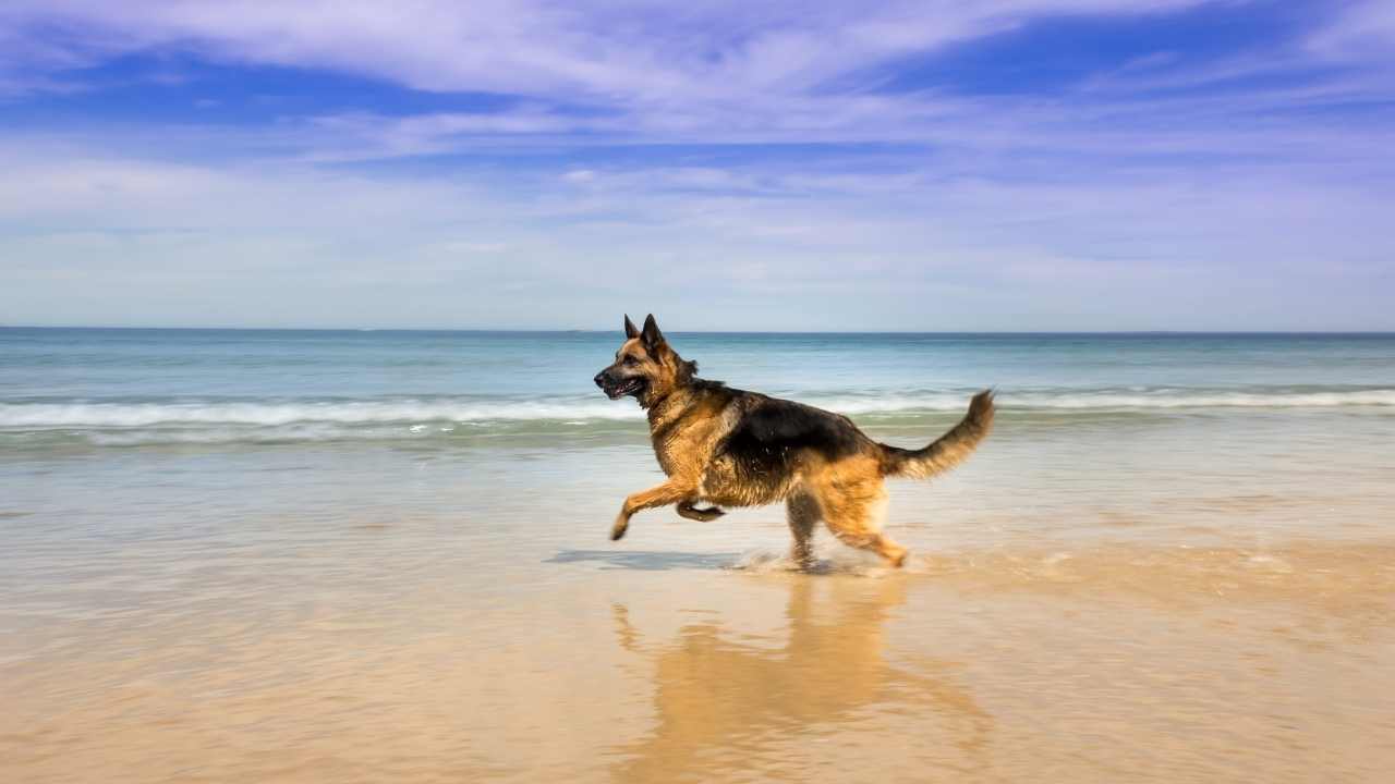 Alman Çoban Köpeği suda oynuyor
