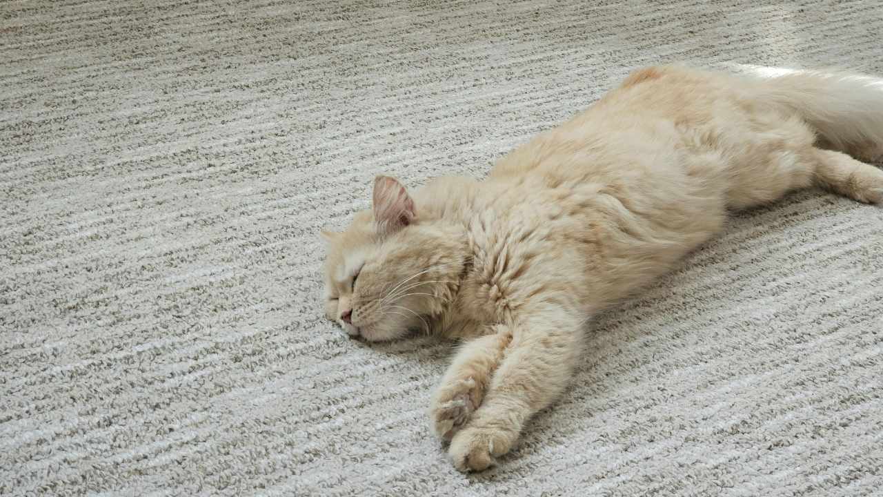 Krem Rengi Kedi Rengi