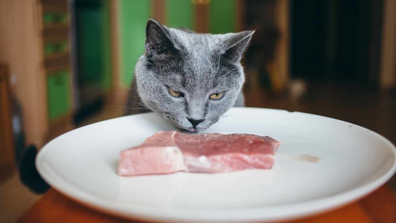 gri kedi ve çiğ et