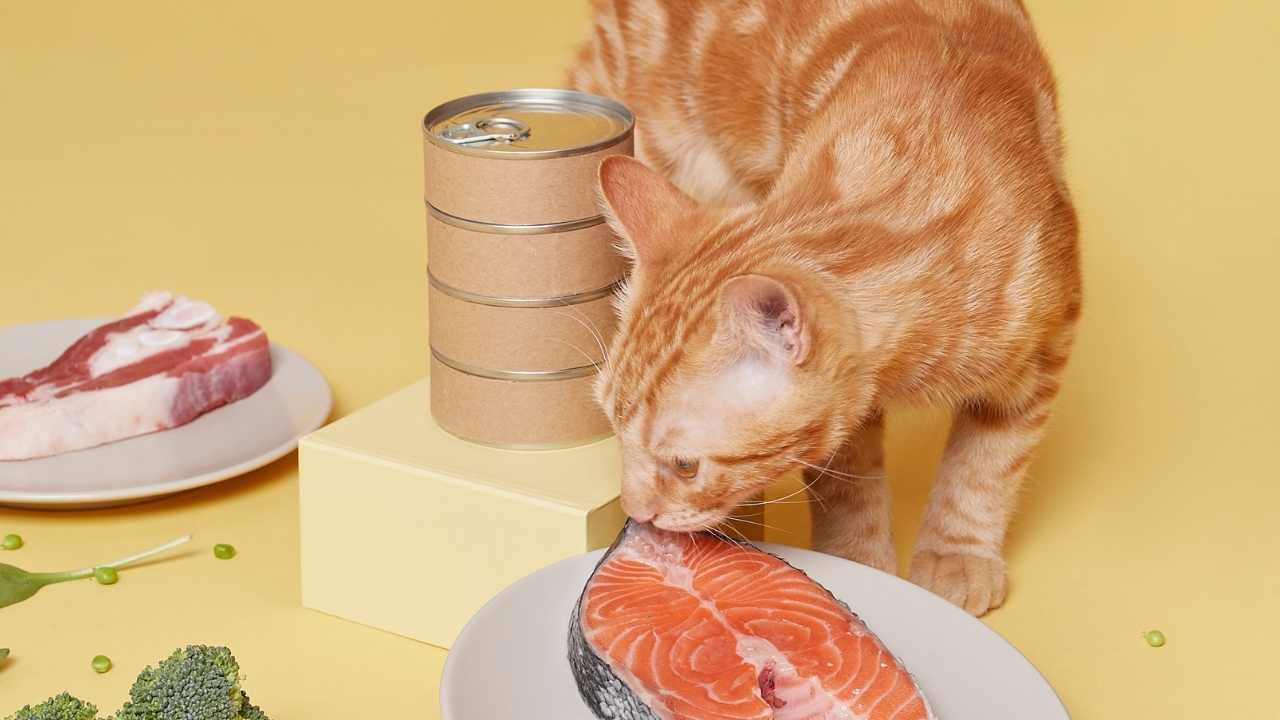 sarı kedi ve somon