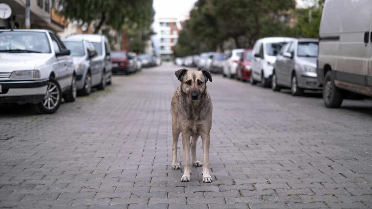 sokak köpeği, sokakta duruyor