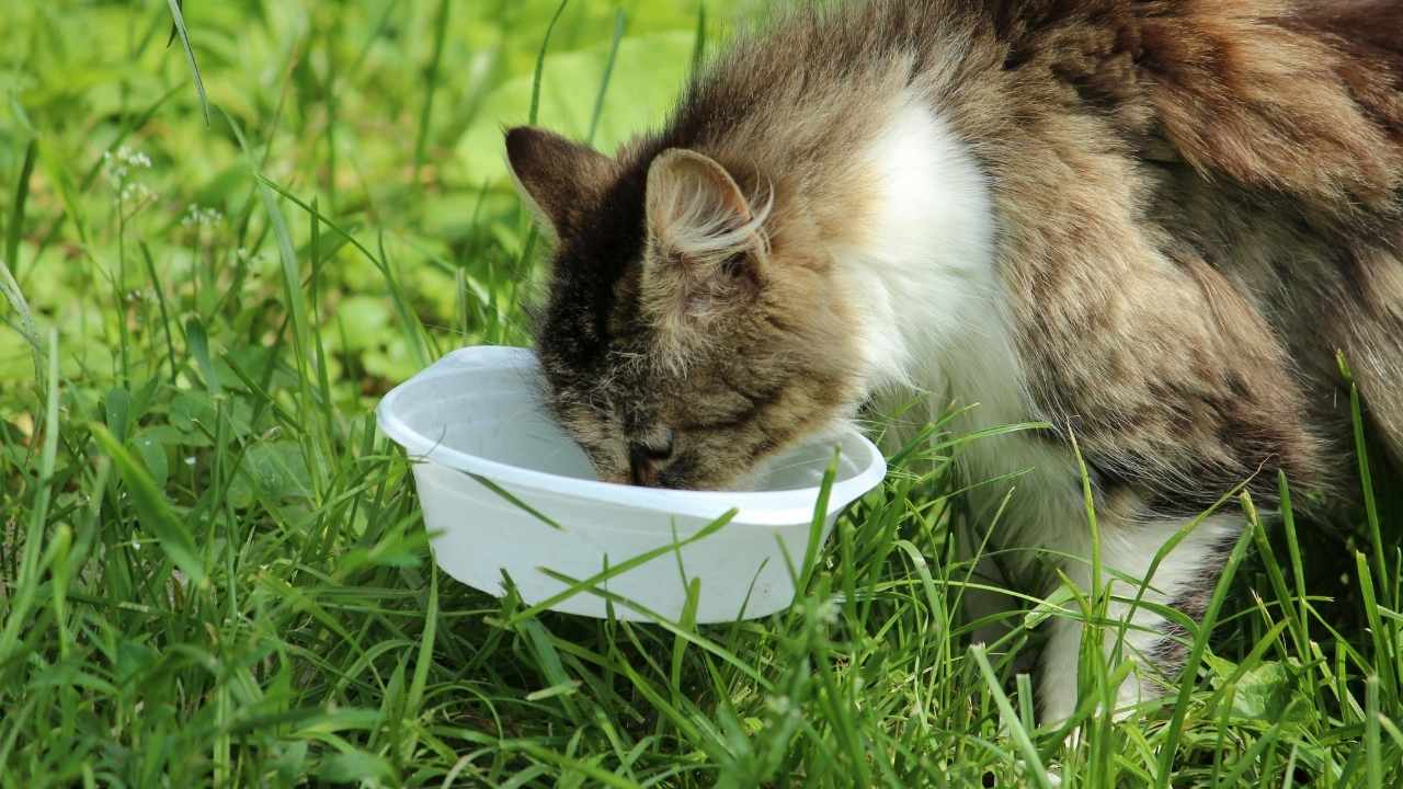 kedi çimlerde mama yiyor