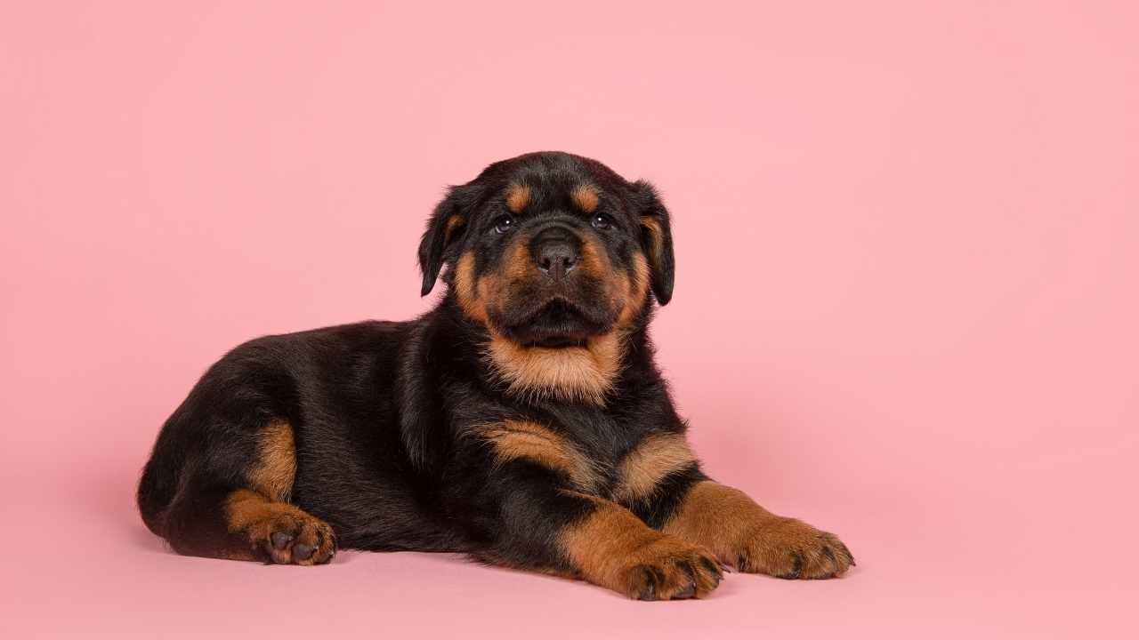 Rottweiler Yavrusu