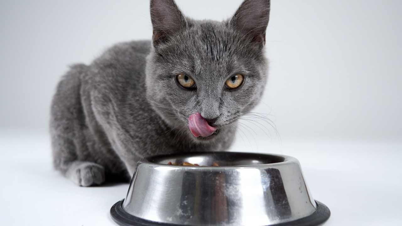 gri kedi ve mama kabı