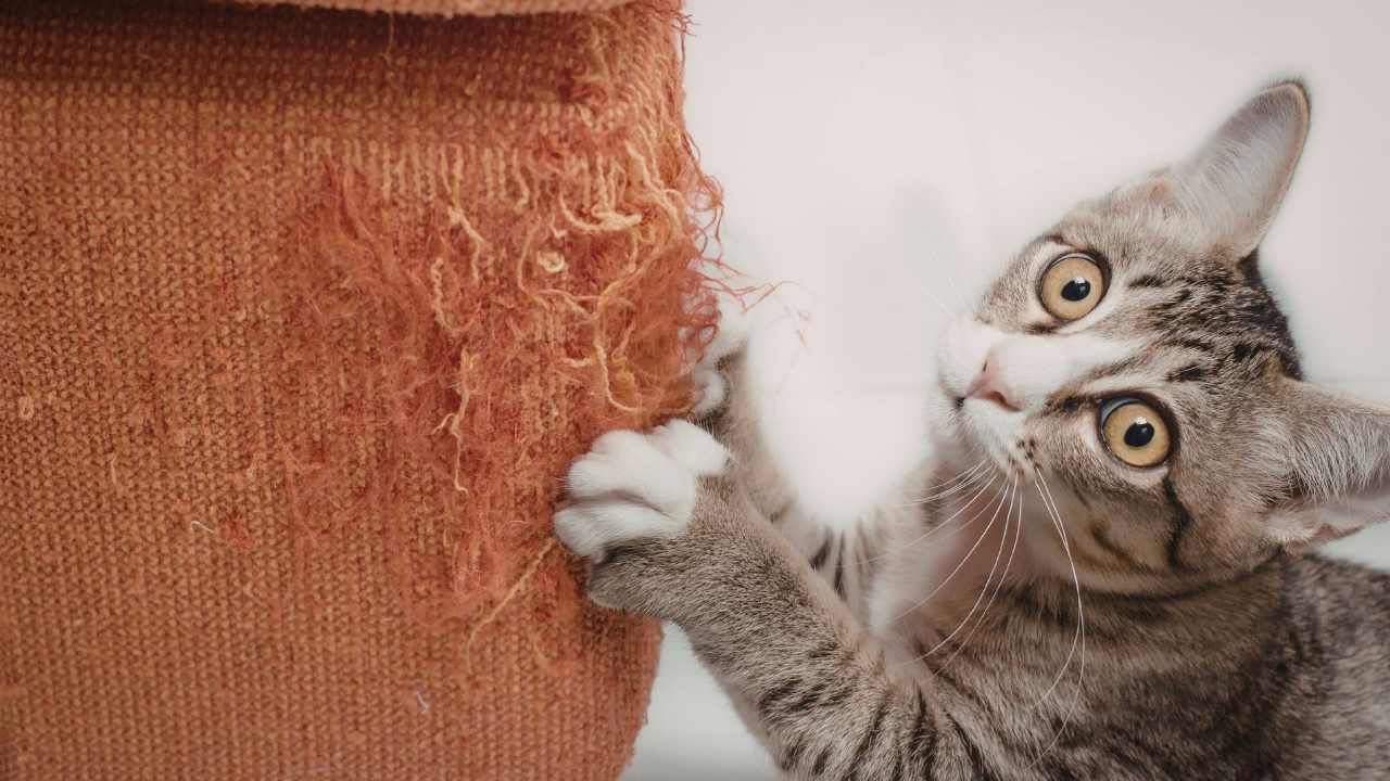 kedi koltuğu tırmalıyor