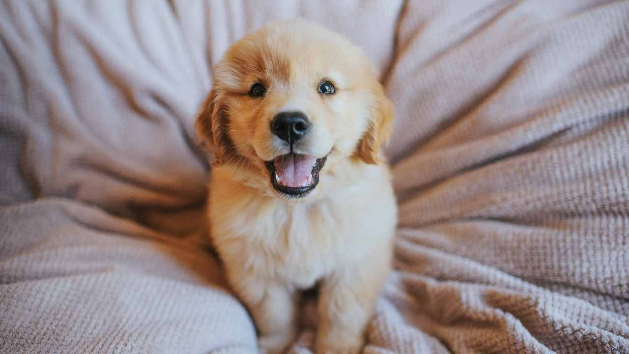 Golden Retriever Yavrusu
