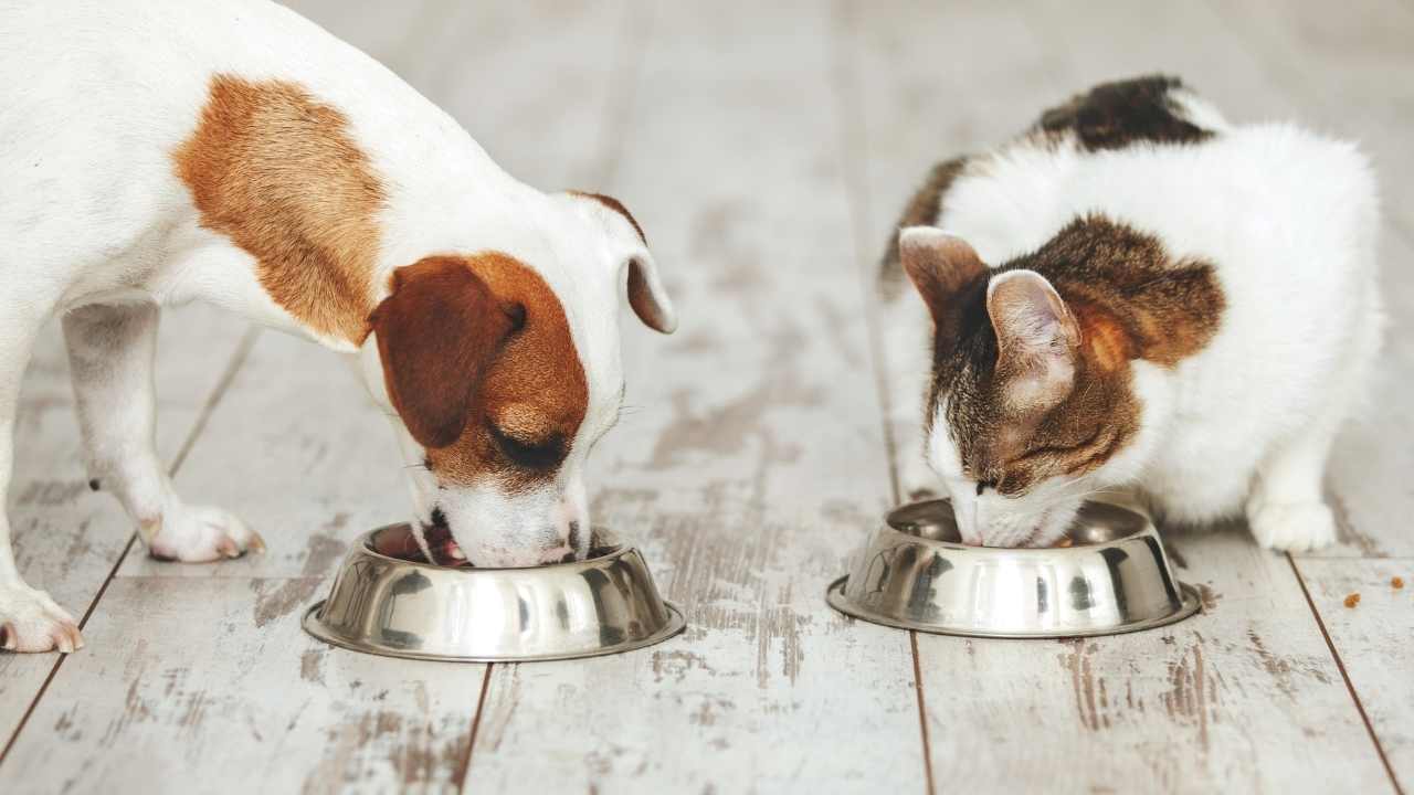 beyaz kedi ve köpek mama yiyorlar