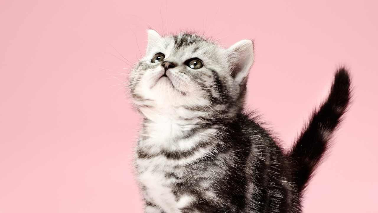 pembe arka planda sevimli yavru kedi