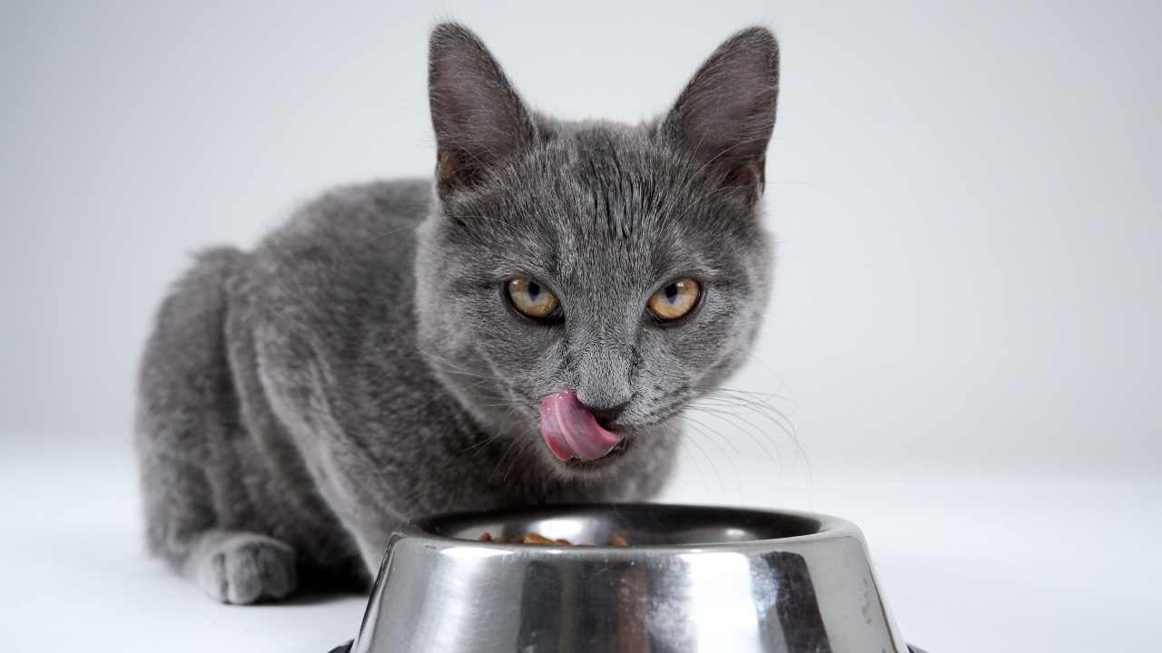 gri kedi yalanıyor
