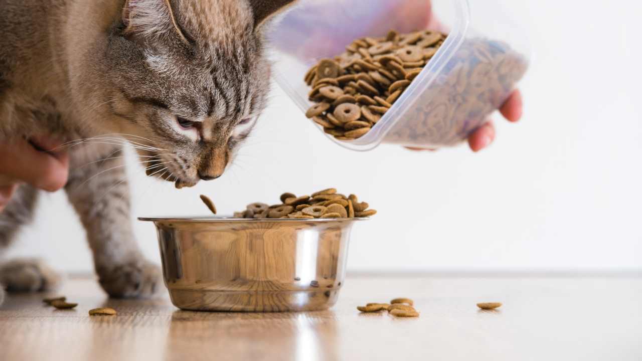 kedi dökülen mamayı yiyor