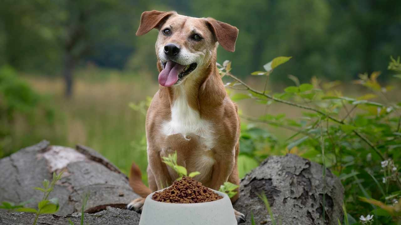 mutlu yaşlı köpek ve mama kabı