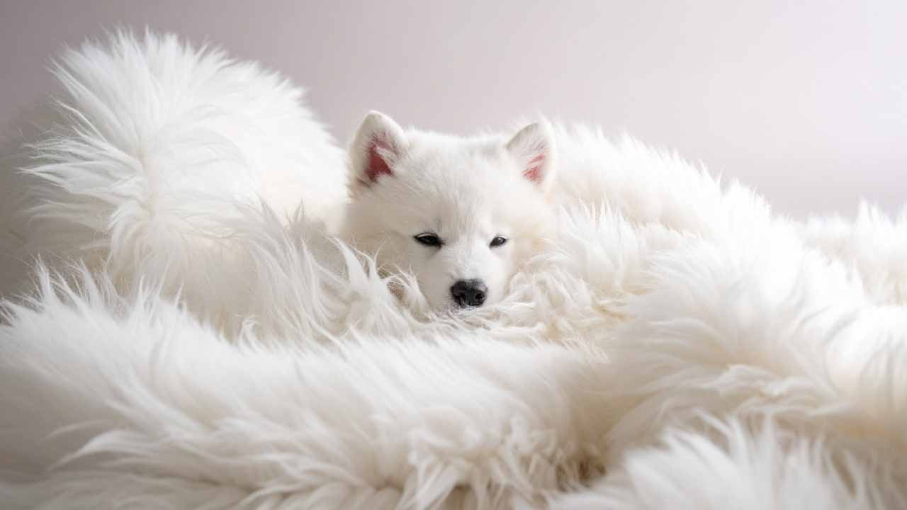 Samoyed Yavrusu