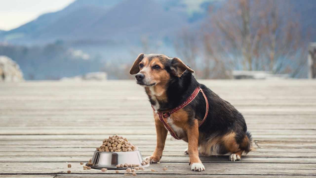 yaşlı bir köpek ve mama kabı