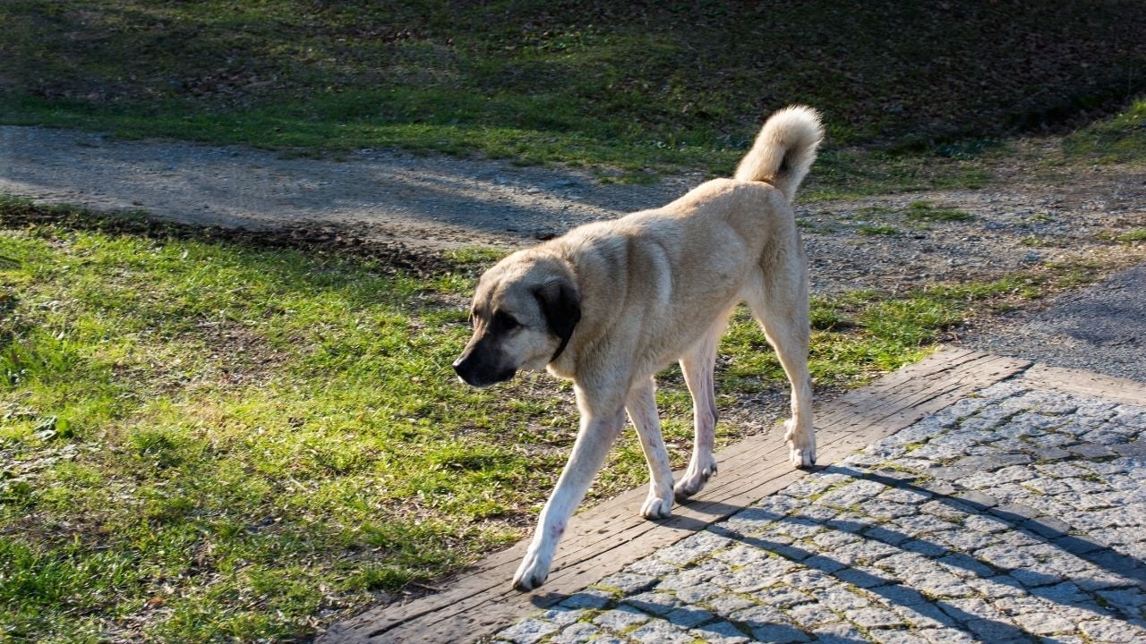 bir kangal kırması yolda yürüyor