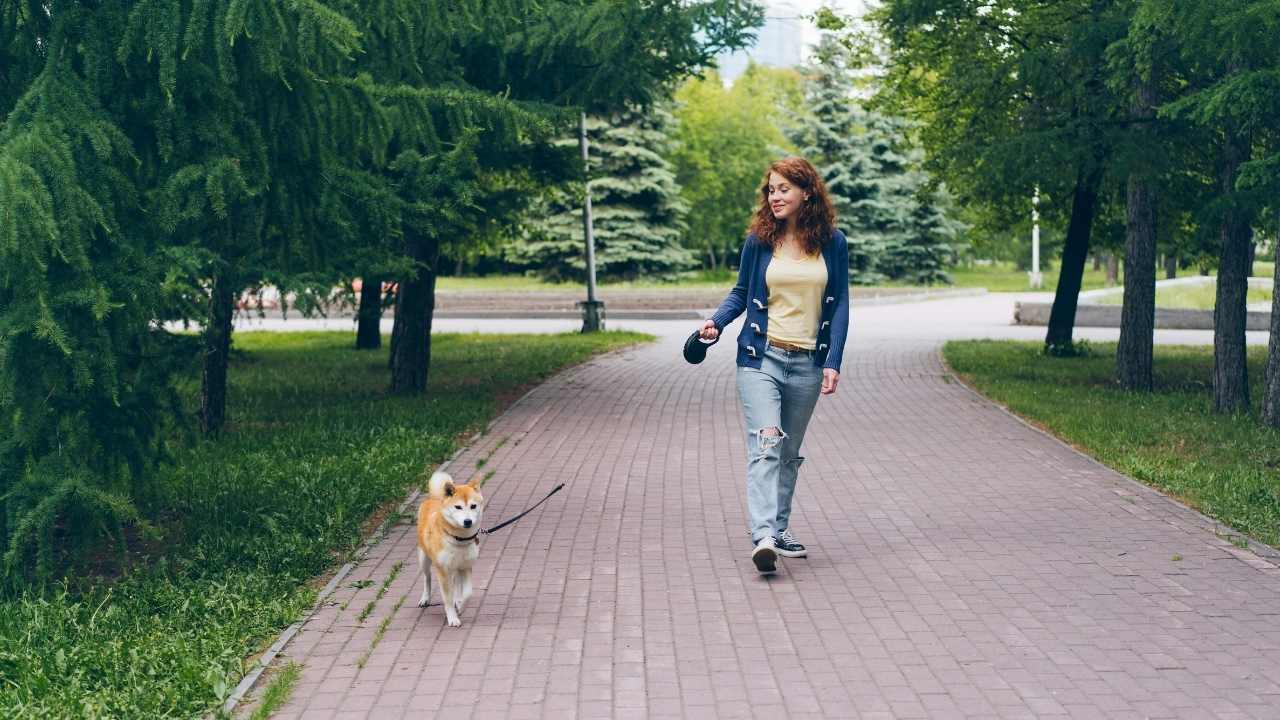 Akita yürüyor