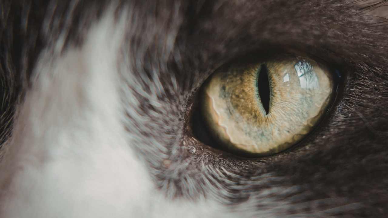 yakın plan yeşil kedi gözü