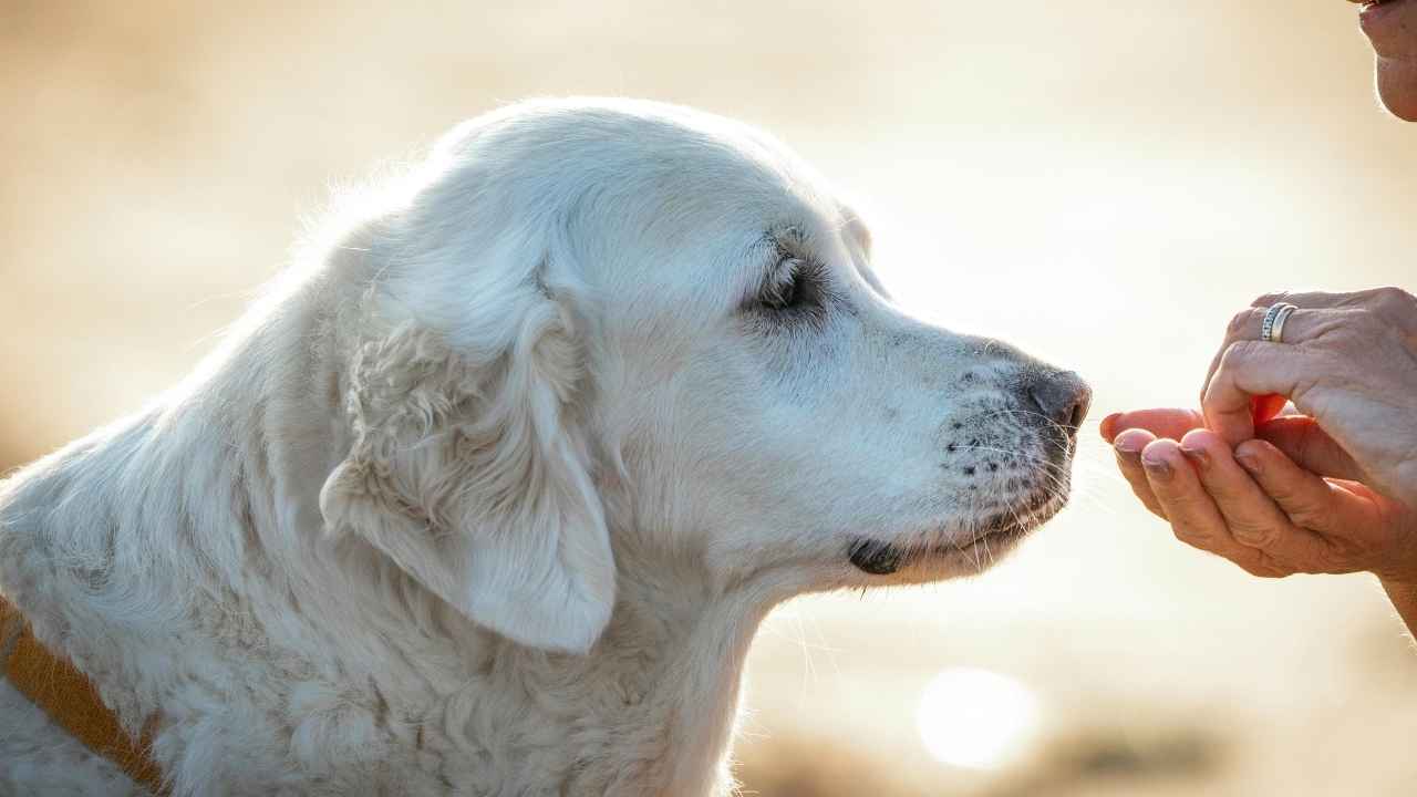 beyaz köpeğe mama uzatılıyor